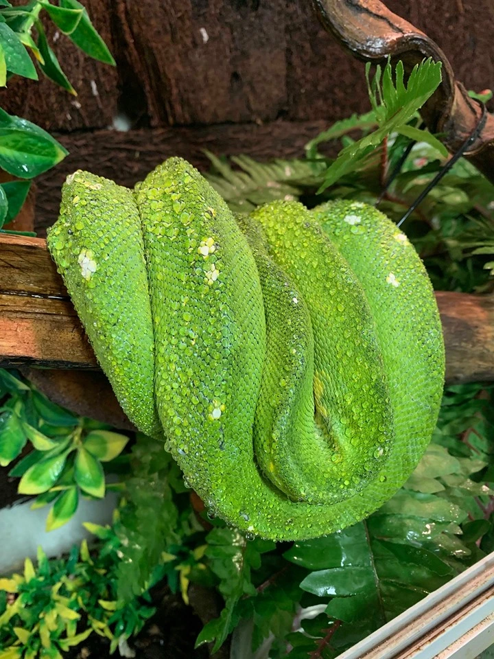 Grøn træpython (Morelia viridis)